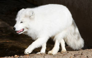 Hunting Arctic Fox Wallpaper