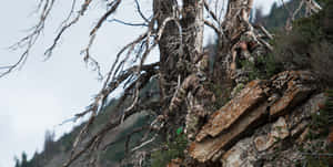 Hunting Camo On The Ground Wallpaper