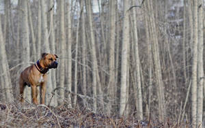 Hunting With Man's Best Friend Wallpaper