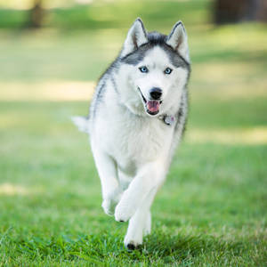 Husky Dog Running On Grass Wallpaper