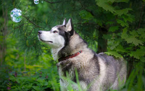 Husky Looking At Bubbles Wallpaper