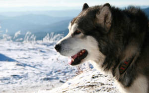 Husky Overlooking Snow Wallpaper