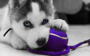 Husky Puppy Biting Toy Wallpaper