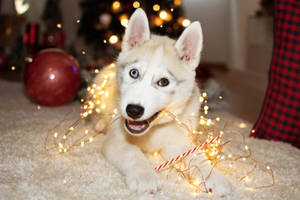 Husky Puppy Christmas Lights Wallpaper