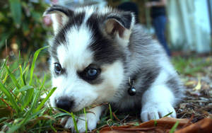 Husky Puppy Resting Head On Paw Wallpaper