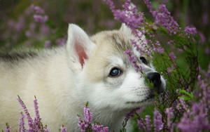 Husky Puppy Sniffing Flowers Wallpaper