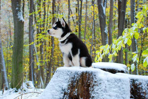 Husky Puppy Snow Forest Wallpaper