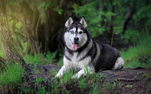 Husky Resting On Tree Branch Wallpaper