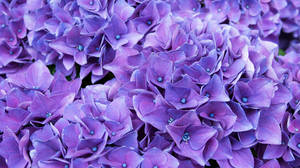 Hydrangea Purple Flower Wallpaper