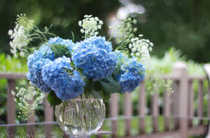 Hydrangeas In Sharp Blue Wallpaper