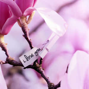 I Love You Magnolia Flower Wallpaper