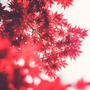 Iconic Red Torii Gate In Fushimi Inari Shrine, Kyoto, Japan Wallpaper