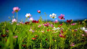 Idyllic White And Purple Flower Field Wallpaper