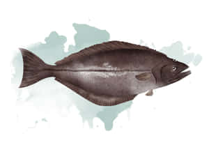 Illustrated Halibut Fish Wallpaper