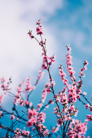 Image A Beautiful Bloom Of Springtime Sakura Flowers Wallpaper