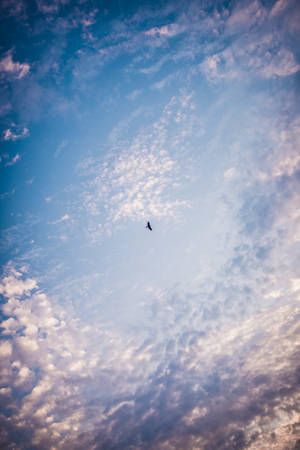 Image A Bird Flying Through A Vast Blue Sky Wallpaper