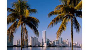 Image A Birds Eye View Of Downtown Miami Wallpaper