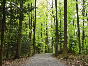 Image A Dark And Mysterious Forest Awaits Explorers Wallpaper