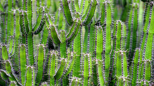 Image A Tall Cactus Plant With White Thorns Wallpaper