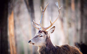 Image A White Face Deer With Tall Horns Wallpaper