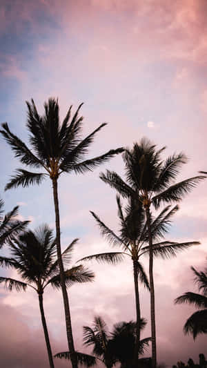 Image Aesthetic Palm Tree In A Tranquil Beach Wallpaper