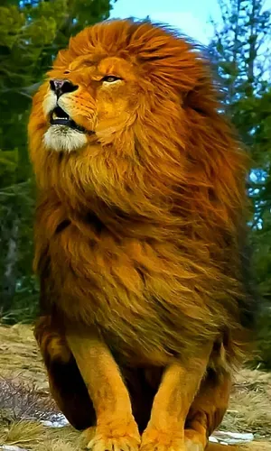 Image Amazing Tiger Prowling Through The Jungle Wallpaper
