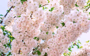 Image Bright, Colorful Bouquet Of Red, White, And Pink Flowers Sitting On Top Of A Wooden Desk Wallpaper