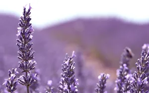 Image Close-up Of Blooming Lavender Flowers Wallpaper