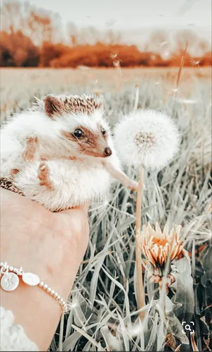 Image Cute Hedgehog Relaxing In The Grass Wallpaper