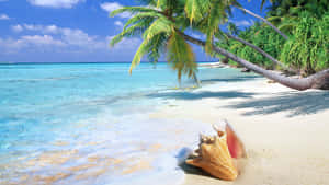 Image Enjoy The Tropical Life Wallpaper