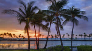 Image The Beauty Of Aesthetic Hawaii Wallpaper