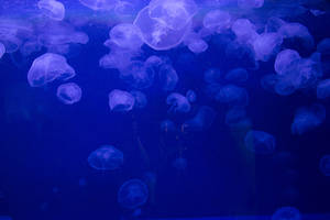 Image Underwater School Of Jellyfish Wallpaper