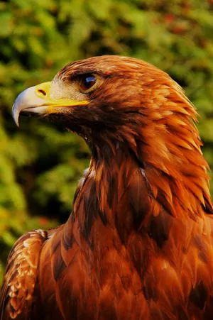 Immerse Yourself In The Largest Display In The World With The Newest Eagle Iphone Wallpaper