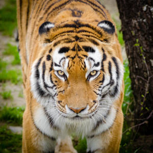 Impassioned Siberian Tiger Hd Beside Tree Wallpaper