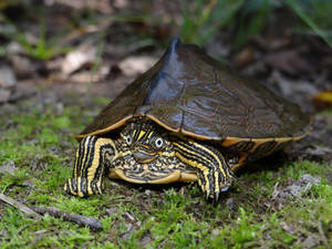 Impressive Photo Of Sabine Map Turtle Wallpaper