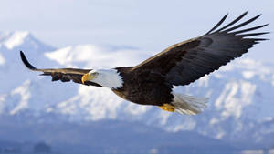 In Flight Bald Eagle Wallpaper