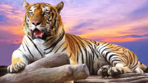 Indian Tiger Purple Sky Wallpaper