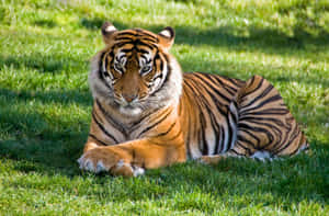 Indian Tiger Relaxed Grass Wallpaper