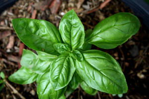 Indoor Basil Garden Herb Plant Wallpaper