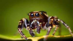 Insect Spider With Four Eyes Wallpaper