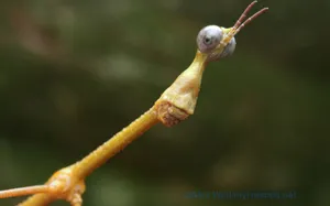 Insect With Alien-like Face Wallpaper