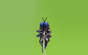 Insect With Dark Blue Eyes Wallpaper