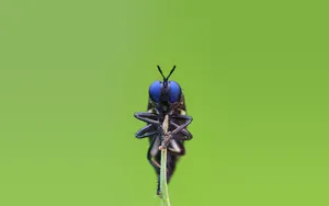 Insect With Dark Blue Eyes Wallpaper