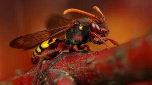 Insect With Devil Red Body Wallpaper