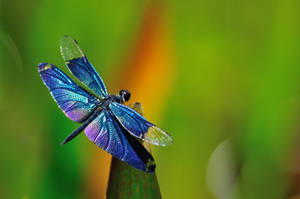 Insect With Iridescent Blue Wings Wallpaper