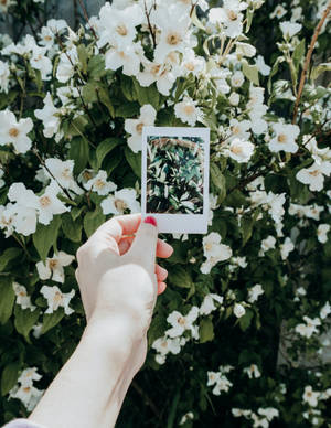 Instant Film White Flowers Wallpaper