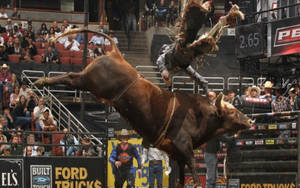 Intense Bull Riding Wallpaper