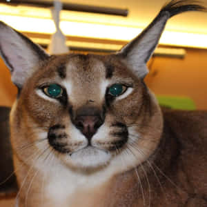 Intense Caracal Stare.jpg Wallpaper