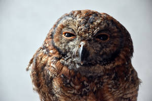 Intense Eyes Of A Brown Owl Wallpaper