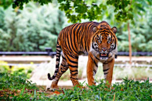 Intense Harimau Walking On Grass Wallpaper